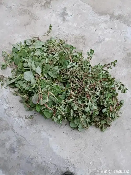 大娘送来了从地里割的野菜,小时候在农村很喜欢吃这些菜