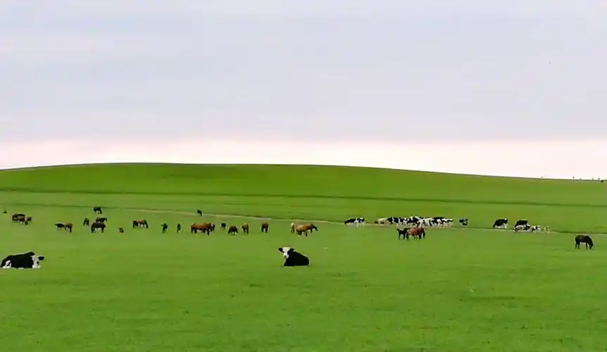 内蒙,东北行之_ 草原牧歌