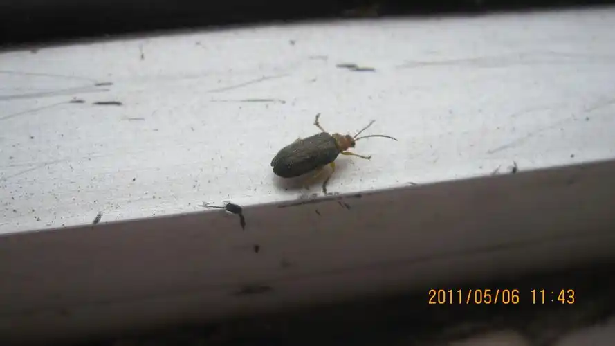 有谁能告诉我这是一种什么虫子?