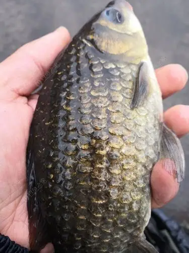 年后第一钓 今天宁海送货后钓芝麻鲫 不多i0点到4点