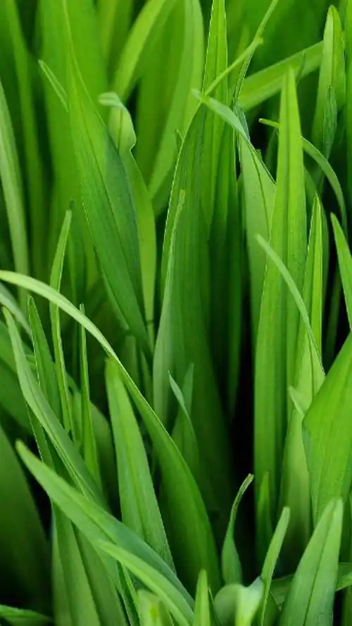 绿色养眼高清手机图片