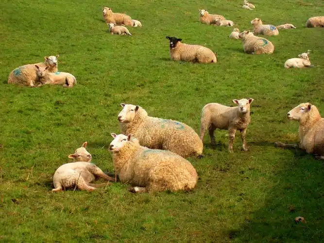 可爱的羊图片家畜羊绵羊