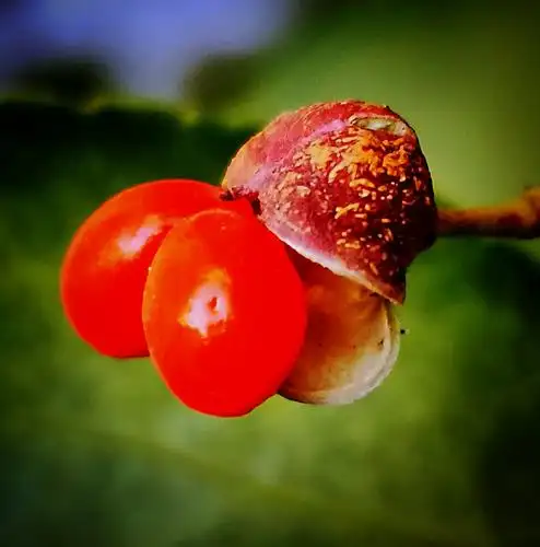 冬青卫矛的果实