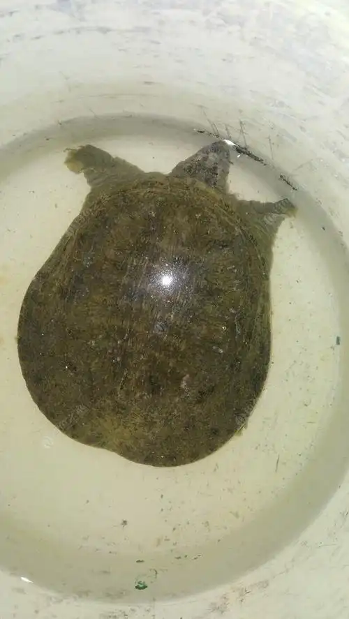 野生甲鱼吃不过来了