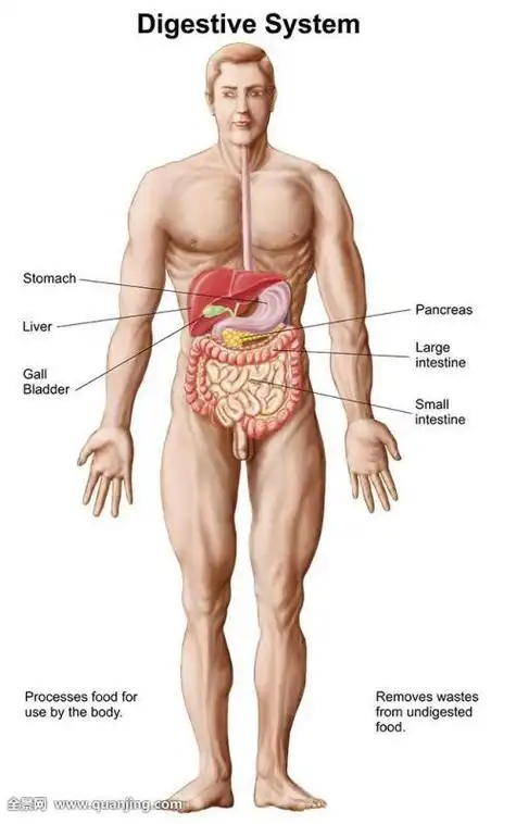 人的身体各部位简笔画
