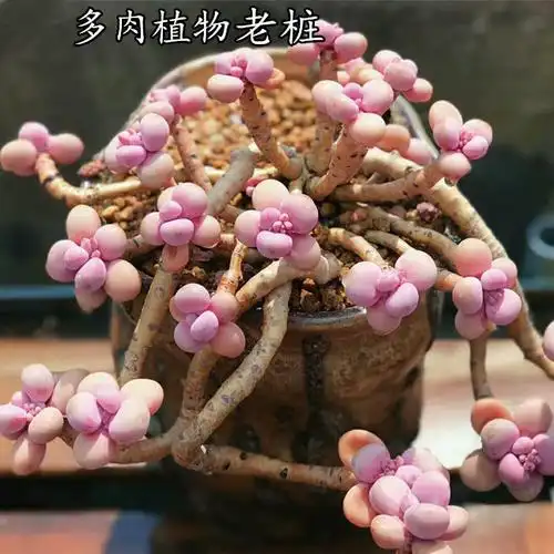 四季新款多头大肉莲花植物群生