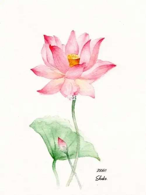 水彩手绘荷花