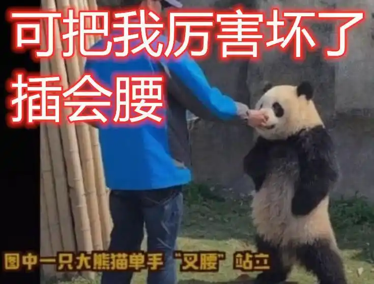 熊猫在线发火,双手叉腰超生气,厉害坏了