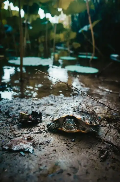 乌龟池塘雨后