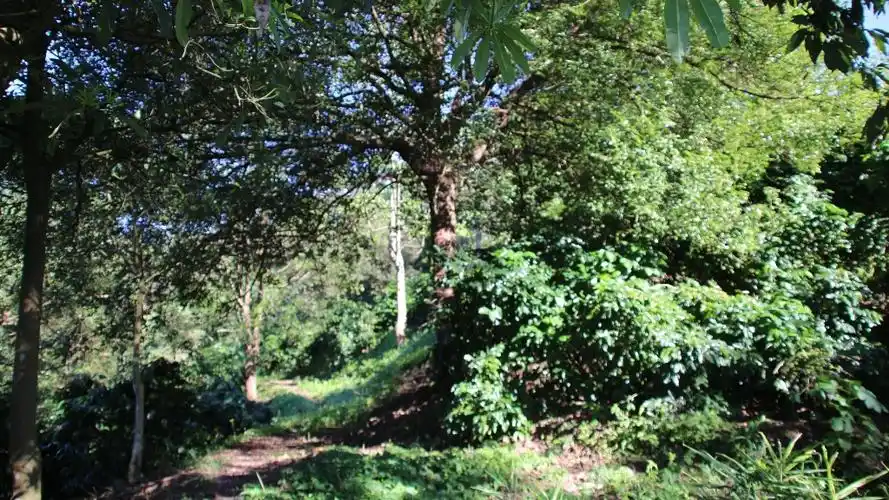 喝过咖啡,有看过咖啡树长什么样呢.