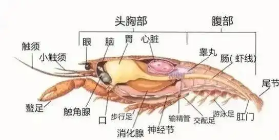 小龙虾的虾黄到底能不能吃消化科医生告诉你答案