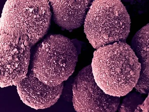 lonza人原代肝细胞及培养基