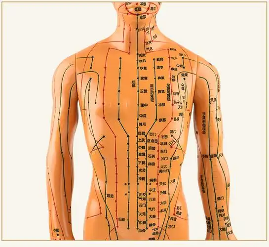 男女人体经络模型人体针灸穴位模型人体模型医用针灸人体模型