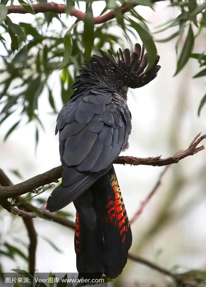 红尾黑凤头鹦鹉