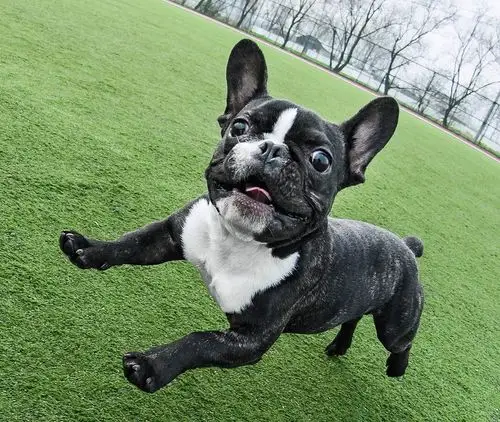 法国斗牛犬时尚感爆棚的好奇宝宝丨主流狗