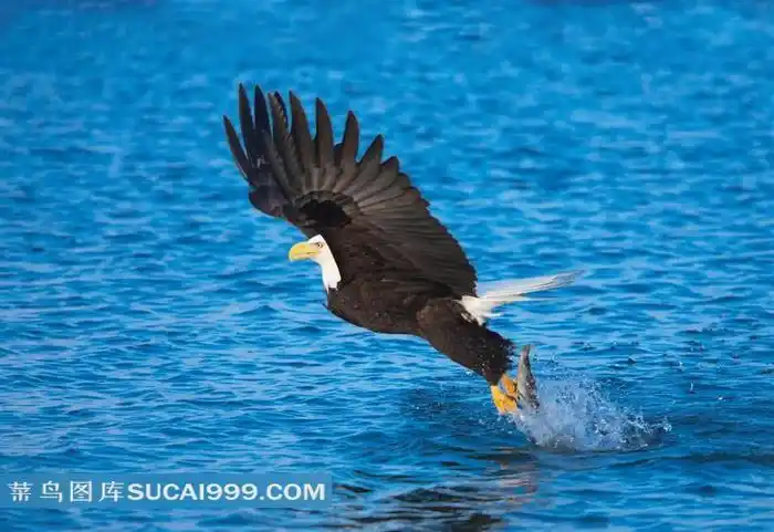 海面上飞行的白首雄鹰