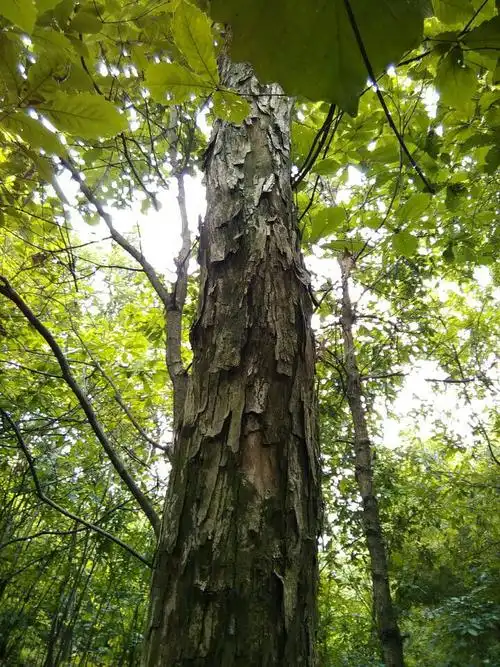 请问这是小叶紫檀树么自家山上长的?