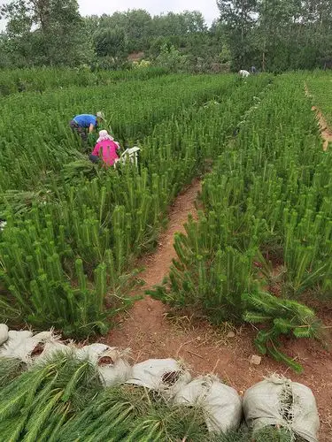 面积上万亩,年种植销售苗木数千万株,自采种 , 自育苗,苗种纯规格全