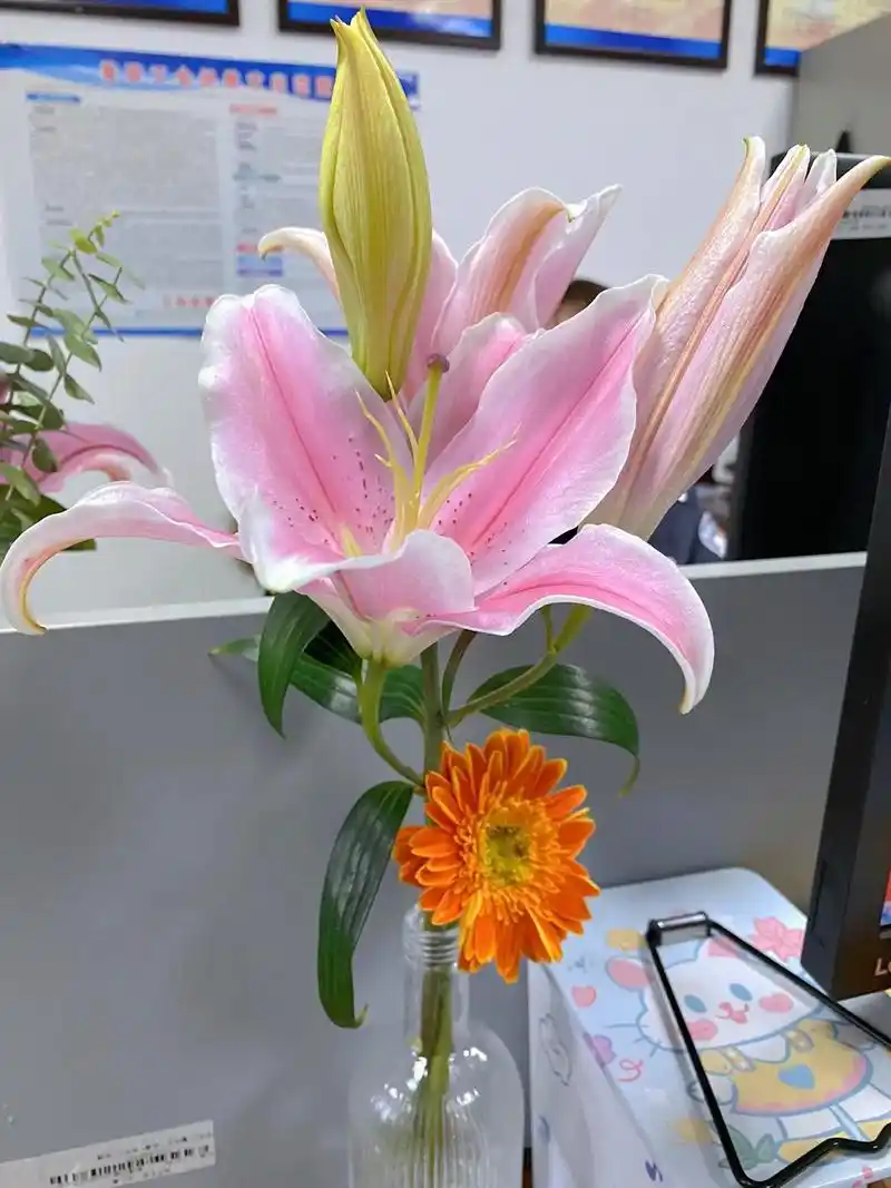 办公室花花～#鲜花98 #生活处处皆浪漫 #已经开始期待春天 - 抖音