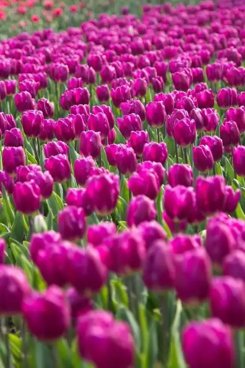 最美的花送给最爱的人!最爱的人拥有最美的花!