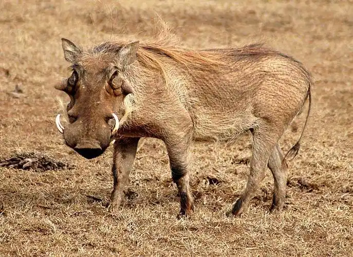 p>非洲疣猪(学名: i>phacochoerus africanus /i>):也称 a href="#">