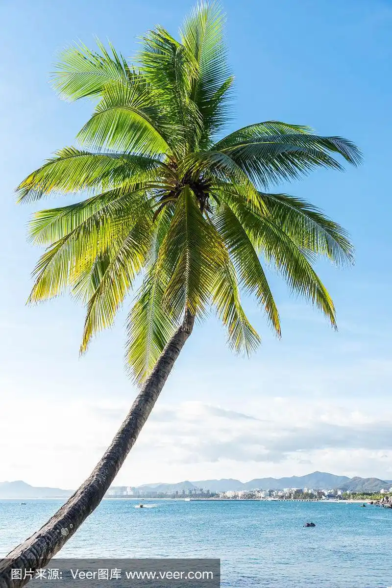 中国三亚海边的一棵美丽的椰子树