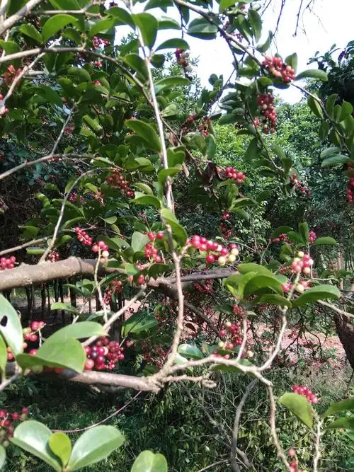 山上长满五味子树,给走地鸡提供很好的营养.