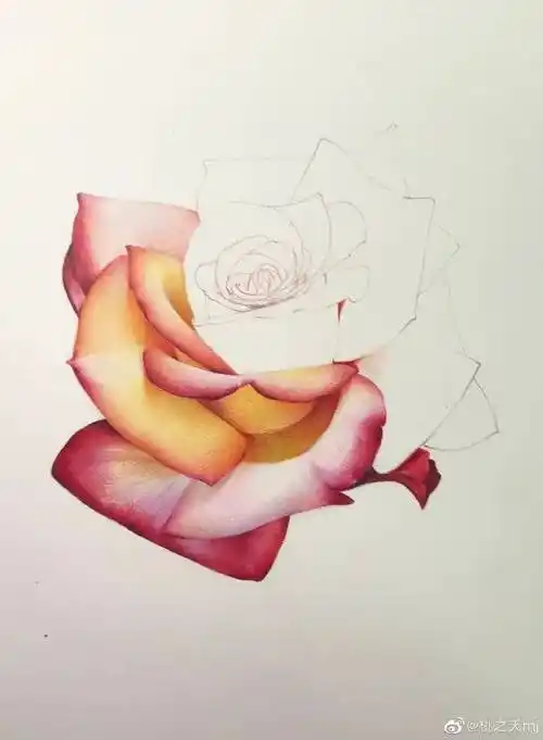 彩铅花卉教程 | 一步一步教你画盛开的玫瑰,玫瑰花彩铅画上色步骤