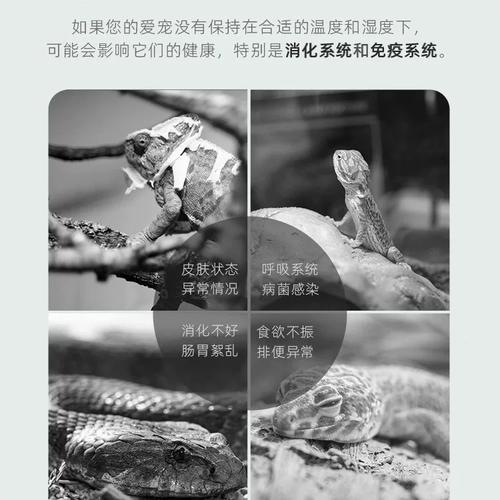 wacool玩酷爬虫温湿度计爬宠饲养箱温度计龟角蛙蜥蜴守宫温湿度计