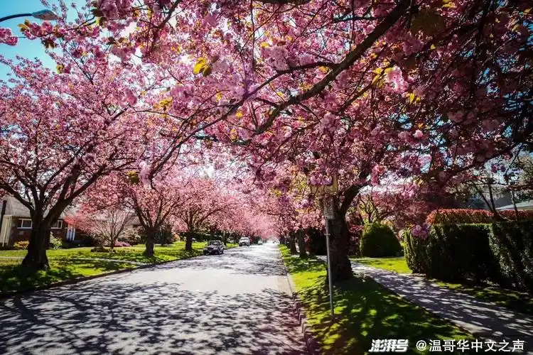 九图全球联播又到樱花最美季
