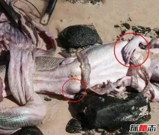 中国古代神话传说中的鱼尾人身的神秘生物,与西方神话传说中的美人鱼