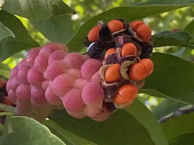 难得一见——玉兰果