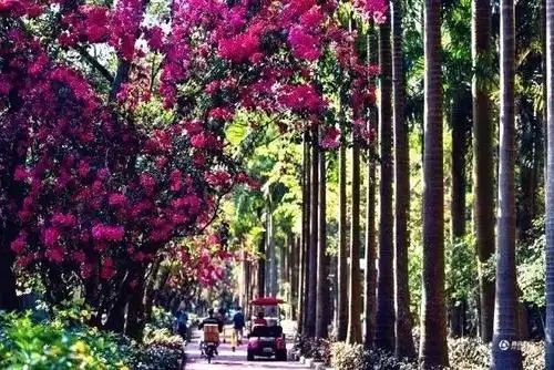 深圳最美马路!华侨城1500米簕杜鹃长廊刷爆朋友圈