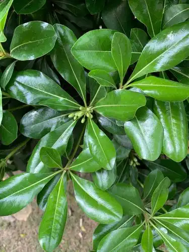 认领一棵树———大叶黄杨球