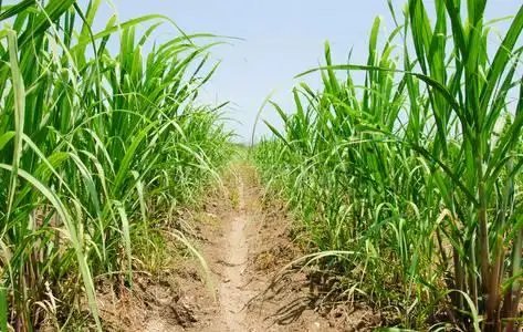 甘蔗草照片