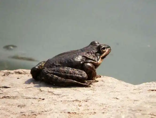 东北林蛙俗称哈士蟆