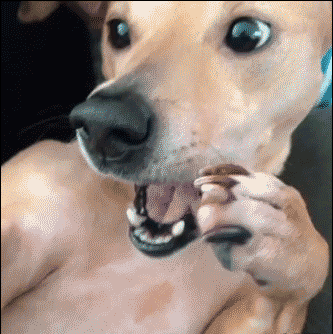 333_334gif 动态图 动图