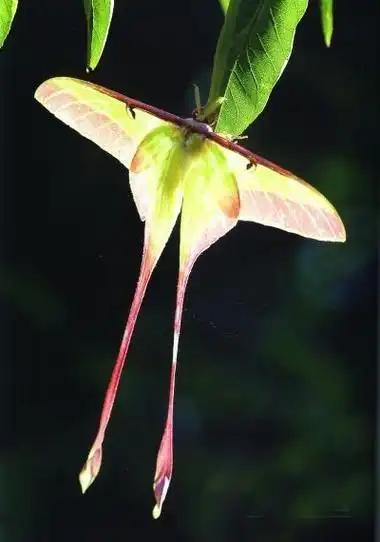 我的是在百度瞎翻,看到一个漂亮的大扑棱蛾… - 半次元 - acg爱好者