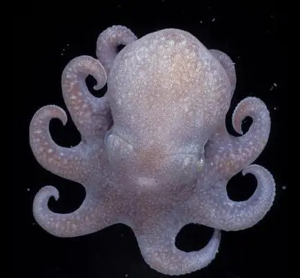 此南极章鱼是在南极罗斯海水域水下1000米深处发现的,是2008年初这次