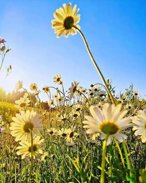 一些超级精致的520文案,句句经典,治愈心灵