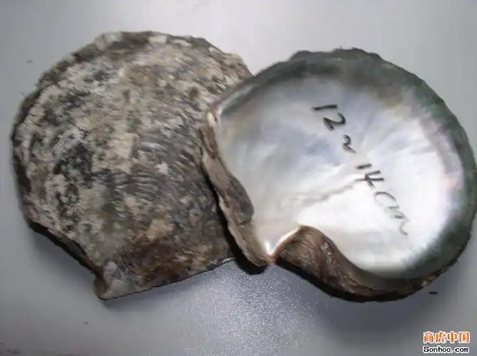 深圳黑蝶贝|价格,厂家,图片_商虎