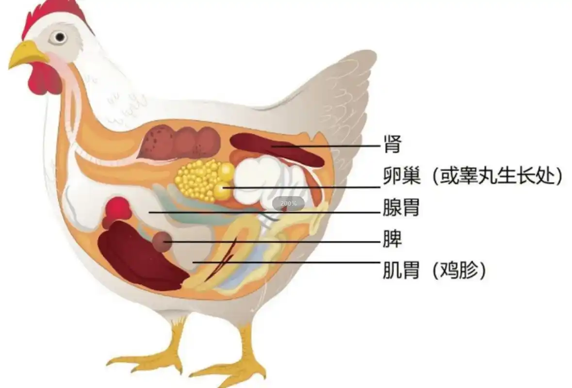 母鸡产蛋量为何如此高?没有公鸡帮忙,母鸡产的蛋,还有营养吗?