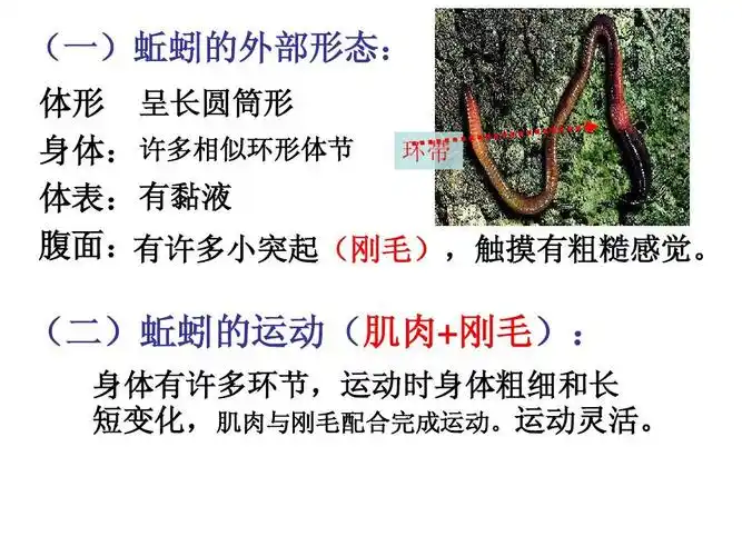 2 线形动物和环节动物 课件(人教版八年级上)(3) (一)蚯蚓的外部形态