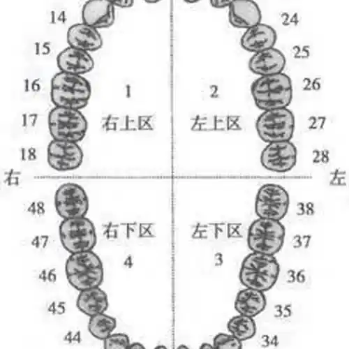 426/假牙齿假牙套牙仿真牙齿吃饭神器成人老人缺牙牙缝蛀牙遮盖临