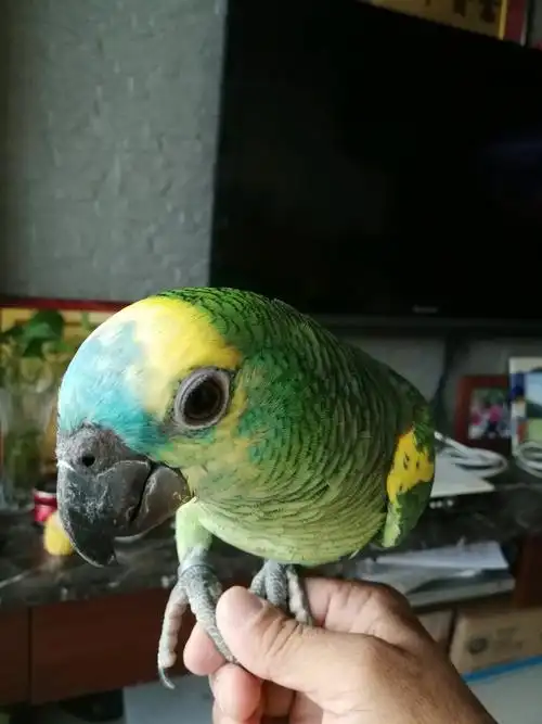 蓝帽黄翼亚马逊