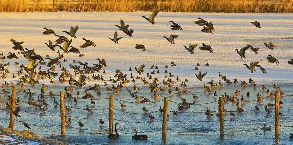 原创黑天鹅小狐狸迁徙水鸟排排坐北京文化带上的萌物们在等着你