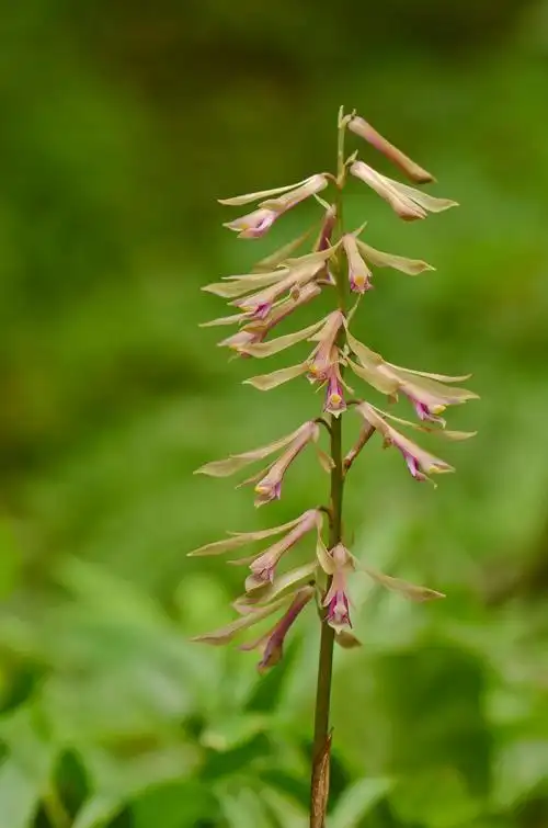 在梵净山遇见的第一种兰——杜鹃兰.