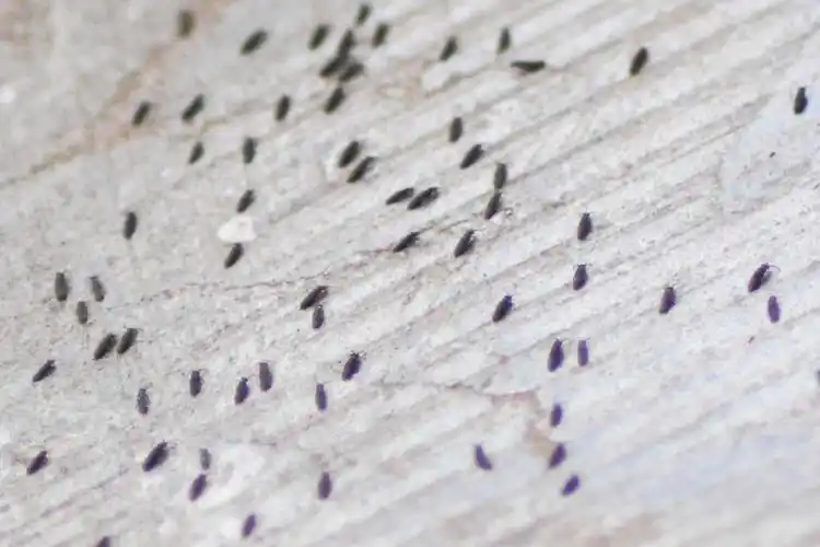 密集恐惧症跳虫