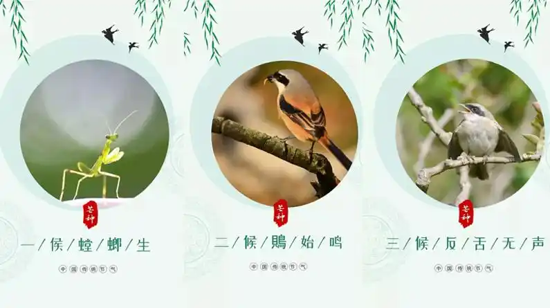 芒种丨愿你每一份付出,都不会被辜负-长城原创-长城网