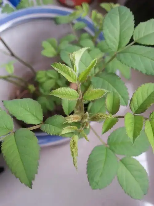 我的蔷薇叶子有红斑,几片叶子已经枯死,在阳光下嫩叶的茎上有很多小红